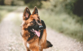 Evo šta svaki pas uradi kad oseti da je u društvu loše i pokvarene osobe: Ovo dobro zapamtite, može vas zaštititi od zla