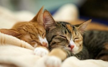 NEPOZNATA MAČKA VAM SE POJAVILA NA KUĆNOM PRAGU? INDIJSKO VJEROVANJE UPOZORAVA: “U toj kući će uskoro biti…”