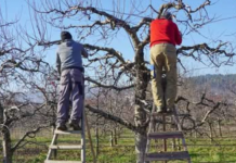 Evo šta uvijek trebate raditi sa svojom jabukom u jesen: U suprotnom, žetva će sljedeće godine biti loša!