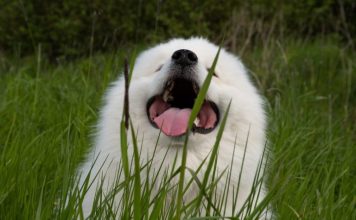 AKO STE MISLILI DA PAS JEDE TRAVU ZBOG PROBLEMA SA STOMAKOM PREVARILI STE SE: EVO šta je prava istina, morate znati