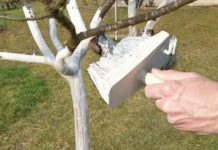 Kada, kako i zašto se kreče voćke? Mnogi griješe OVDJE…