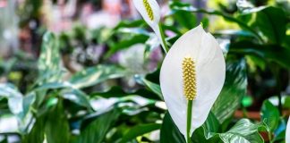 Ako stoji na pravom mestu, privlači novac i “tera zle sile”: Najelegantnija kućna biljka održava se lako, a pruža mnogo