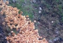 Tokom šetnje kroz šumu primetio sam čudne žute kuglice koje su ličile na pečurke — ono što su zapravo bile me je iznenadilo.