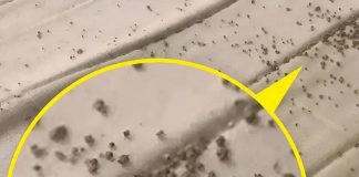 Jutros sam, točno ispod muževog jastuka, na zaštiti madraca, pronašla ove sitne smeđe mrvice 😲