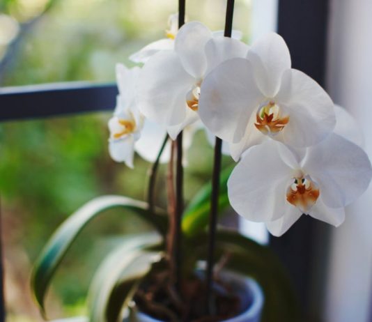 Orhideje će uz ovaj netipični kuhinjski sastojak bujati neverovatno: Većina ljubiteljki baštovanstva se slaže – bez ikakvog truda, imaće velike cvetove
