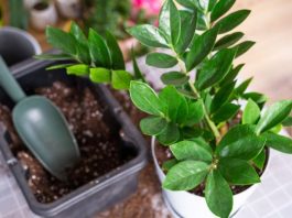 Nahranite zamiju jednim povrćem i bujaće kao korov: Nećete moći da prebrojite nove listove i novac u novčaniku