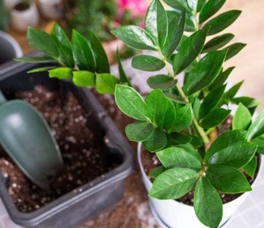 Nahranite zamiju jednim povrćem i bujaće kao korov: Nećete moći da prebrojite nove listove i novac u novčaniku