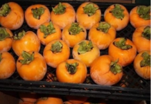 NE VOLITE JAPANSKE JABUKE? PROMIJENIT ĆETE MIŠLJENJE KAD PROČITATE KOLIKO SU DOBRE ZA ZDRAVLJE