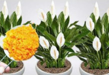 ODMAH JE PROCVJETALA! 1 kašičica za svaki kućni cvijet i bujno cvjetanje je zagarantovano!