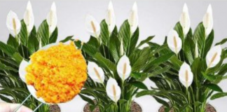 ODMAH JE PROCVJETALA! 1 kašičica za svaki kućni cvijet i bujno cvjetanje je zagarantovano!