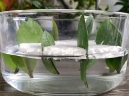 Kako da razmnožite zamiju iz 8 listova? Biljka koja privlači novac pušta koren u vodi i buja iz saksije