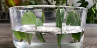 Kako da razmnožite zamiju iz 8 listova? Biljka koja privlači novac pušta koren u vodi i buja iz saksije