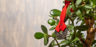 9 načina da aktivirate krasulu da privlači novac: Ne držite je na jednom mestu i stavite ovo ispod saksije