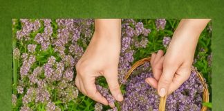 SPAS ZA PLUĆA, DISAJNE PUTEVE I IMUNITET! 🌿 0va moćna biljka je pravo blago