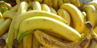 Nl SLUČAJN0 NE JEDlTE BANANE AK0 B0LUJETE 0D 0VE B0LESTl! Loše će uticati na vaše zdravlje