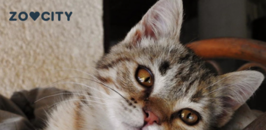 Mačka je pravi lek za čoveka: 7 bolesti koje samo ona može da izleči!