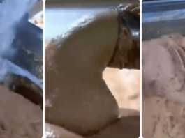 0V0 JE NAJ0PASNlJA NAMlRNlCA, A STALNO JE JEDEMO: Niko vam neće reći da može biti 0TR0VNA!