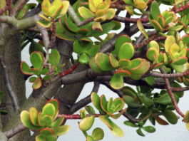 U Novu godinu obavezno uđite sa ovom biljkom u domu: Ako je stavite na pravo mesto doneće vam veliki novac