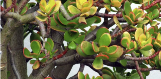 U Novu godinu obavezno uđite sa ovom biljkom u domu: Ako je stavite na pravo mesto doneće vam veliki novac