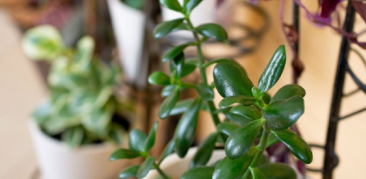 Evo kako najbolje uz pomoć starog trika, podstaći drvo novca da cveta : Veruje se da tako donosi ogromno bogatstvo u kuću