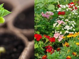 Ova tri cveta zasadite u februaru i na proleće ćete imati baštu punu mirisa i boja: Idealni su i za terase