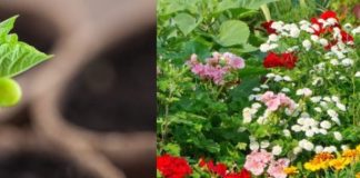 Ova tri cveta zasadite u februaru i na proleće ćete imati baštu punu mirisa i boja: Idealni su i za terase