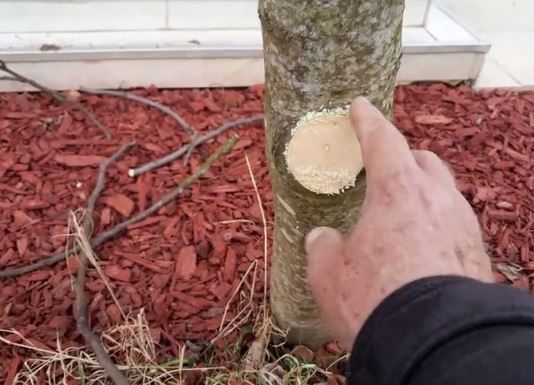 Na OVAJ način se smokva orezuje u februaru za obilniji rod