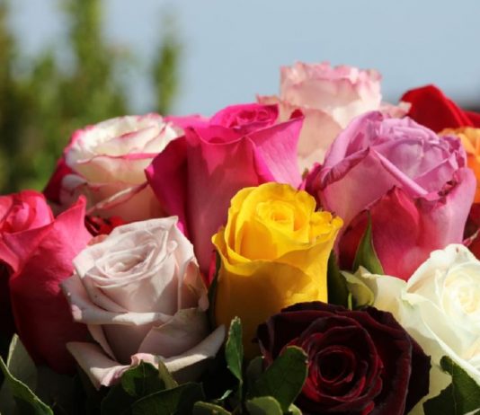 Ubacite latice ruža u veš-mašinu pre pranja veša i efekat će vas oduševiti: Sve žene u Srbiji su poludele za ovim trikom