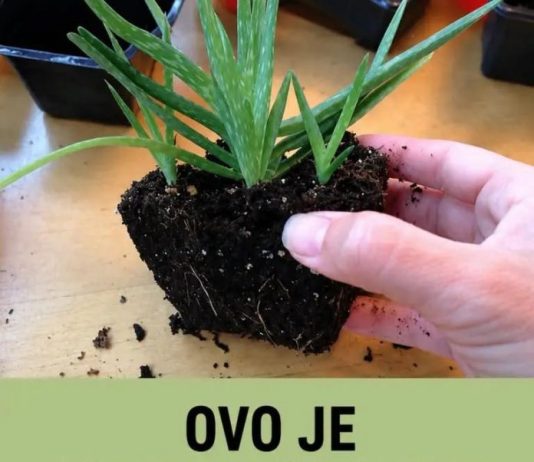 OVO JE BOMBA KISEONIKA: Kad ubacite ovu biljku, izbacićete sve otrove iz doma