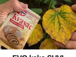 EV0 kako SUVI KVASAC i mrtve biljke vraća u život! 0vo vam niko neće reći!