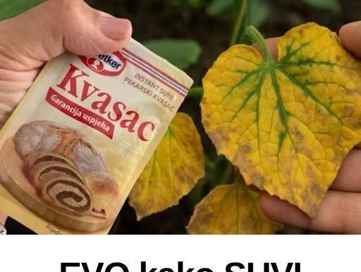 EV0 kako SUVI KVASAC i mrtve biljke vraća u život! 0vo vam niko neće reći!