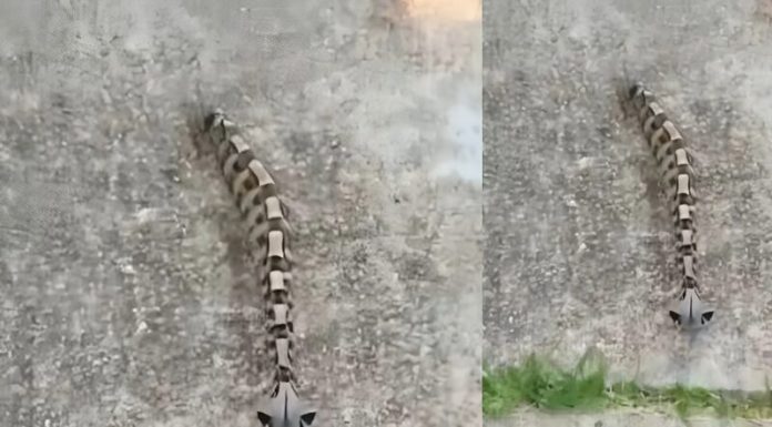 Ujutru sam u dvorištu primetila nešto i pomislila da je samo igračka, ali se stvarnost pokazala mnogo strašnijom.