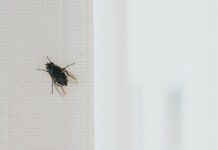 Stavite kesu sa vodom na prozor, ubacite jednu stvar koju svi imaju u kući – i više nikada nećete videti muhu