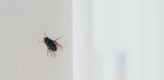 Stavite kesu sa vodom na prozor, ubacite jednu stvar koju svi imaju u kući – i više nikada nećete videti muhu