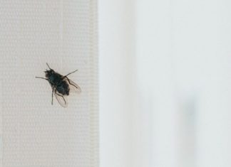 Stavite kesu sa vodom na prozor, ubacite jednu stvar koju svi imaju u kući – i više nikada nećete videti muhu
