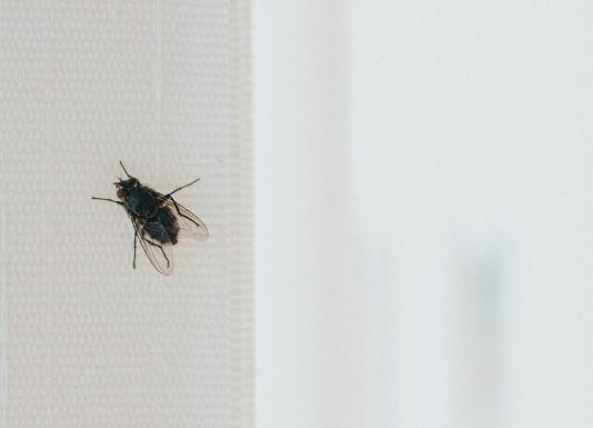 Stavite kesu sa vodom na prozor, ubacite jednu stvar koju svi imaju u kući – i više nikada nećete videti muhu