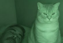 Nisam razumela zašto nas mačka svake noći posmatra mene i mog muža dok spavamo.