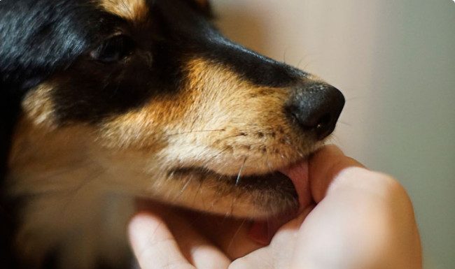 Šta znači ako vam pas liže ruku: Mnogi misle da tako iskazuje ljubav, ali to je velika greška, evo šta time poručuje