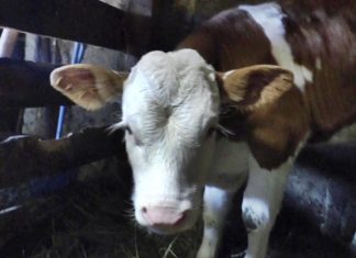 MATEMATIČKI ZADATAK KOJU JE ZBUNIO CELU SRBIJU: “Kupio sam KRAVU za 800 evra…” Da li vi možete da rešite? (FOTO)