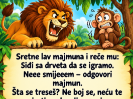 VIC: Majmun i lav